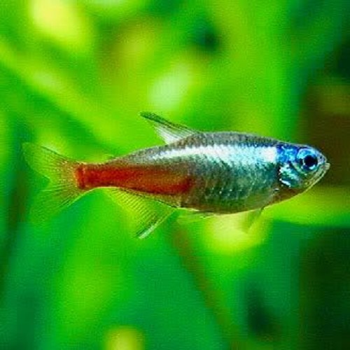 Paracheirodon innesi diamond - Neontetra diamant M